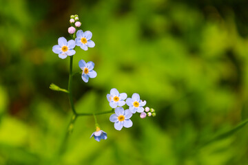 Small delicate blue forget-me-not flowers with pink buds against a blurred green background create an elegant and tender image. This image is ideal for themes related to nature, spring, purity, and tr