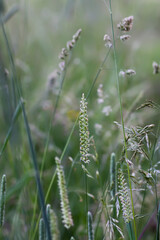 Wildflowers in a meadow. Beauty in nature.