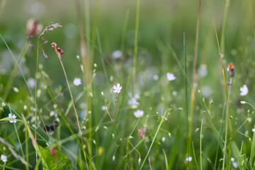 Wildflowers in a meadow. Beauty in nature.