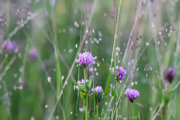 Wildflowers in a meadow. Beauty in nature.