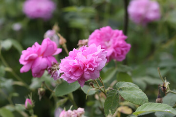 Garden roses in bloom. Beautiful romantic flowers growing outdoors.
