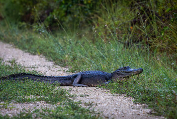 American alligator in the grass on a path