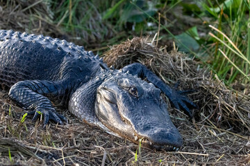 American alligator in the Everglades Florida