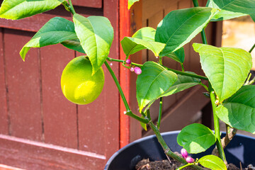 Green-yellow lemon growing on a lemon plant (Citrus limon) in a backyard