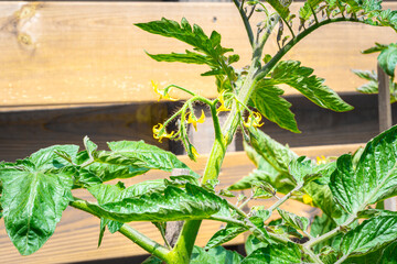 Yellow flowers on a tomato plant