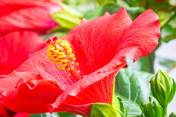Detailed image of a vibrant red colored Hibiscus flower