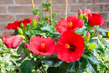 Bright red colored Hibiscus flowers in a backyard