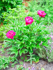 Bright pink colored peonies (Paeonia) in a backyard