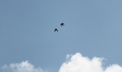 Birds fly freely in the clear sky.