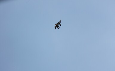 Birds fly freely in the clear sky.