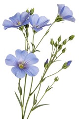 blue common flax flowers isolated on white