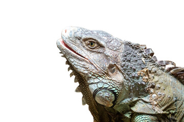 Close up of a green iguana on white background, isolated.