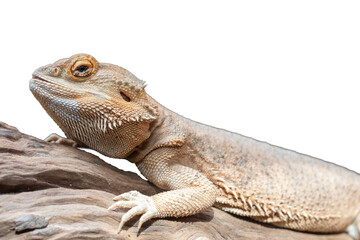 Bearded Dragon (Pogona vitticeps) isolated on white background