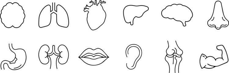 Obraz premium Line art set of human body organs including brain, heart, lungs, liver, kidneys, and others in medical anatomical for healthcare and educational concepts