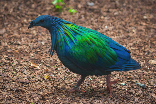 Le Nicobar &agrave; camail, &eacute;galement appel&eacute; Pigeon de Nicobar