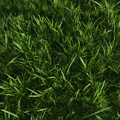 Obraz premium Vibrant green grass blades forming lush natural carpet