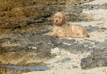 chien poils long beige coucher sur la plage aux coraux en Polynésie