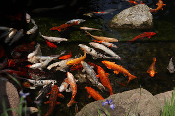 Bright koi fish in a pond or lake. Many koi fish in clear water near the shore. Colorful fish swim in an artificial pond, top view. Multicolored carp. Nature