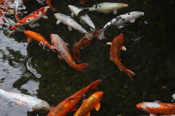Bright koi fish in a pond or lake. Many koi fish in clear water near the shore. Colorful fish swim...