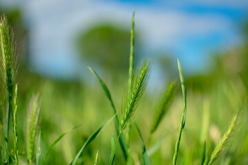 Macro photography of fresh green grass in a field under blue June sky.