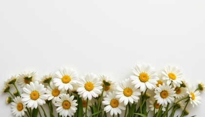 Obraz premium White Daisies Border on White Background Floral Spring