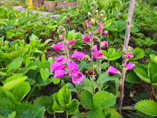 Digitalis purpurea in the garden. Common foxglove in the rural garden - medical plant, folk medicine. 