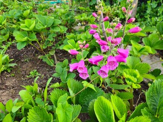 Digitalis purpurea in the garden. Common foxglove in the rural garden - medical plant, folk medicine.  © Groen