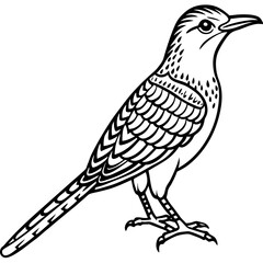 Eurasian Wryneck Vector on White