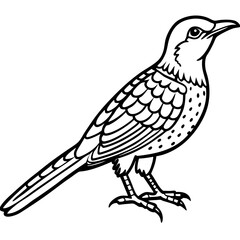 Eurasian Wryneck Vector on White