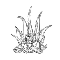 Aloe plant with ice cubes and leaf slices monochrome vector illustration painted by black inks. Skincare botanical and cooling elements for facial care product, wellness concept, spa decor
