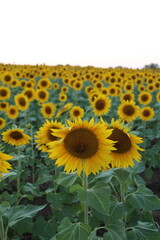 Obraz premium Field of Sunflowers 