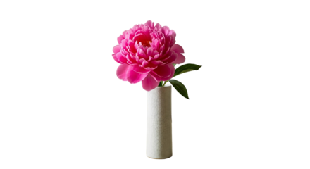 Cutout of a pink flower elegantly placed in a white vase, isolated on transparent background for design versatility