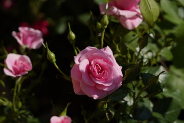 pink valentine rose with buds