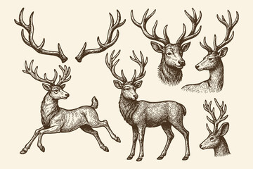 Deer and antlers engraving style vector illustration set
