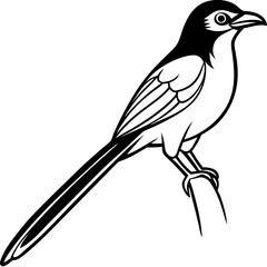 Minimalist Racket-tailed Drongo Vector on White