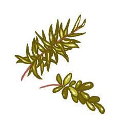 Herb Branch Illustration – Camping Nature Clipart