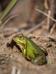 Nahaufnahme von einem Wasserfrosch / Teichfrosch in der Sonne in einem Naturschutzgebiet in Wehrheim, Hochtaunuskreis