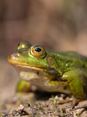Nahaufnahme von einem Wasserfrosch / Teichfrosch in der Sonne in einem Naturschutzgebiet in Wehrheim, Hochtaunuskreis