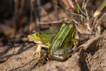Nahaufnahme von einem Wasserfrosch / Teichfrosch in der Sonne in einem Naturschutzgebiet in Wehrheim, Hochtaunuskreis