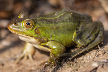 Nahaufnahme von einem Wasserfrosch / Teichfrosch in der Sonne in einem Naturschutzgebiet in Wehrheim, Hochtaunuskreis