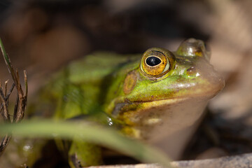 Nahaufnahme von einem Wasserfrosch / Teichfrosch in der Sonne in einem Naturschutzgebiet in Wehrheim, Hochtaunuskreis