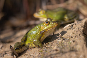 Nahaufnahme von einem Wasserfrosch / Teichfrosch in der Sonne in einem Naturschutzgebiet in Wehrheim, Hochtaunuskreis