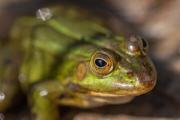 Nahaufnahme von einem Wasserfrosch / Teichfrosch in der Sonne in einem Naturschutzgebiet in Wehrheim, Hochtaunuskreis