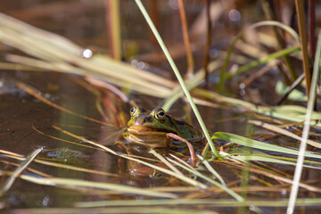 Nahaufnahme von einem Wasserfrosch / Teichfrosch in der Sonne in einem Naturschutzgebiet in Wehrheim, Hochtaunuskreis