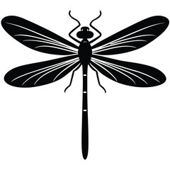 damselfly white background