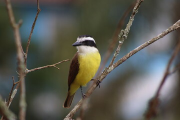 Great Kiskadee