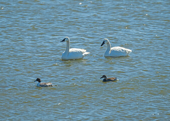 Trumpeter Swan and Northern Pintail in Refuge Pond