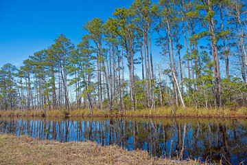 Loblolly Pines Along a Calm Bayou