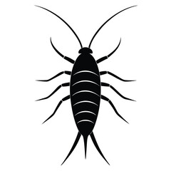 silverfish white background