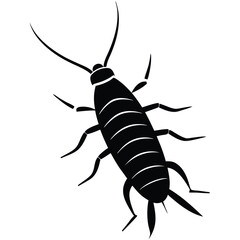 silverfish white background